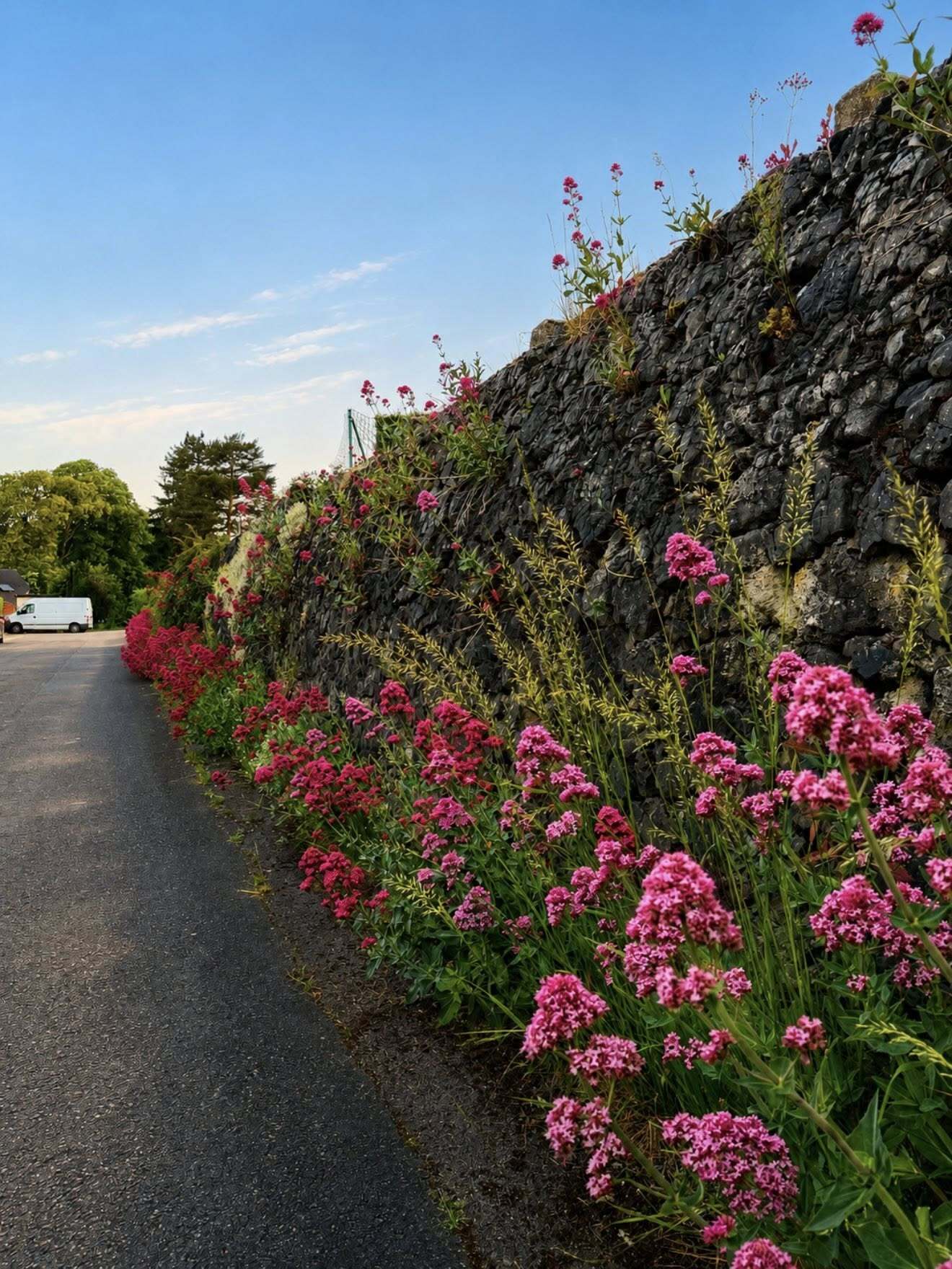 Mur végétal2