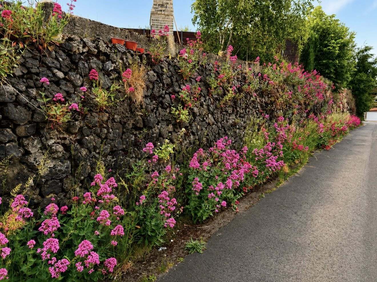 Mur végétal4